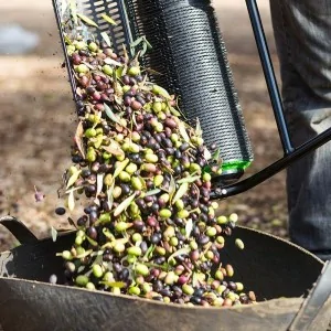 Olive harvester Centauro N2