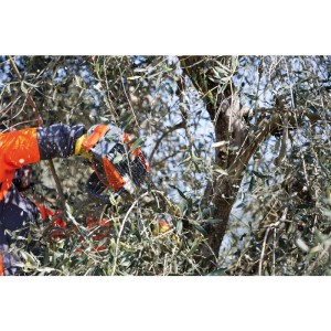 Chainsaw Oleo Mac GST 250 2-Stroke Engine