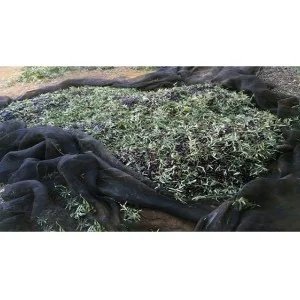 Blanket for harvesting olives and other hardy fruits