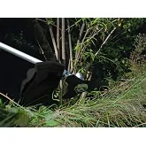 Multipurpose brushcutter Omega Montmelo 4x1 43 cc