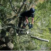 Scie à chaîne d'élagage à batterie Ego Power CS1200E 30 cm