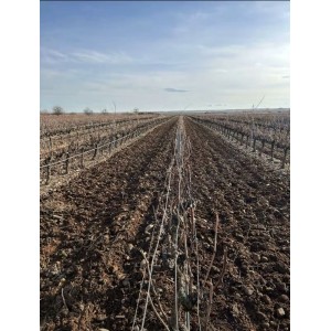 Extendable cultivator with inter-row Zeppelin ES1806 35 HP