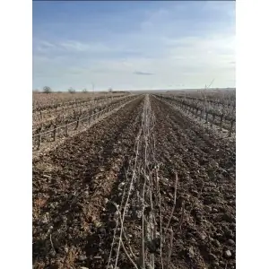 Extendable cultivator with inter-row Zeppelin ES1806 35 HP