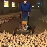 Removedores avícolas