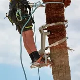 Bicycles for palm trees (Spurs) - Intermaquinas