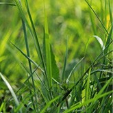 Taglio delle erbacce