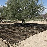 Olive groves - Intermaquinas