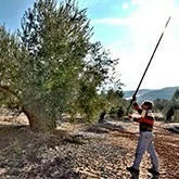 ▷ Olive Harvester | INTERMAQUINAS