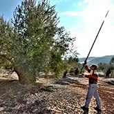 Récolteuses d'olives